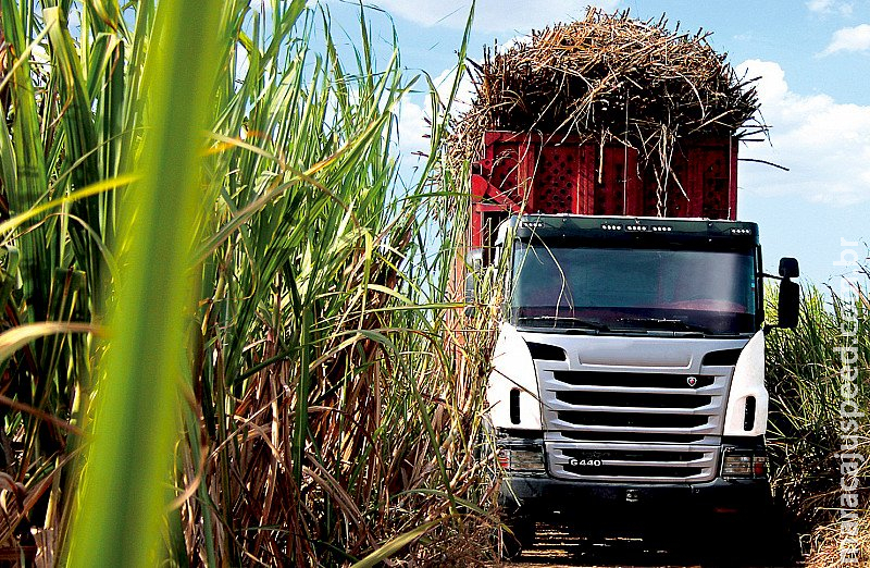 Conab aponta aumento de 4,4% na produção de cana-de-açúcar 