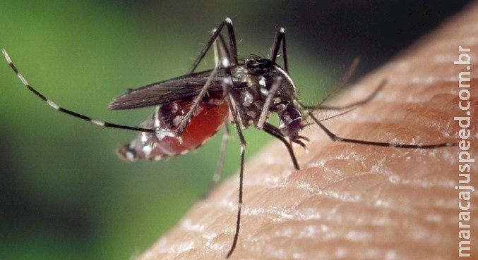 Dengue deve bater recorde de mortes no país, e epidemia pode avançar sobre o Nordeste Dengue deve bater recorde de mortes no país, e epidemia pode avançar sobre o Nordeste