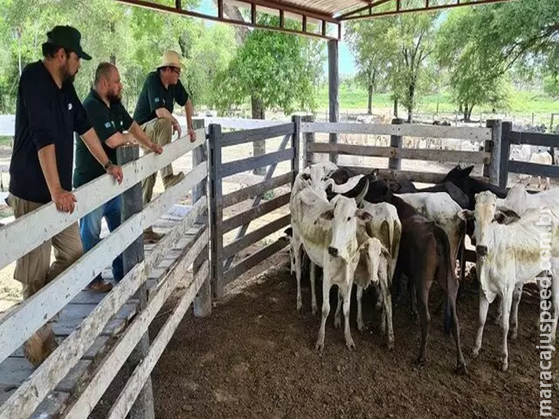 Iagro encontra no Paraguai 230 cabeças de gado furtadas em MS Iagro encontra no Paraguai 230 cabeças de gado furtadas em MS