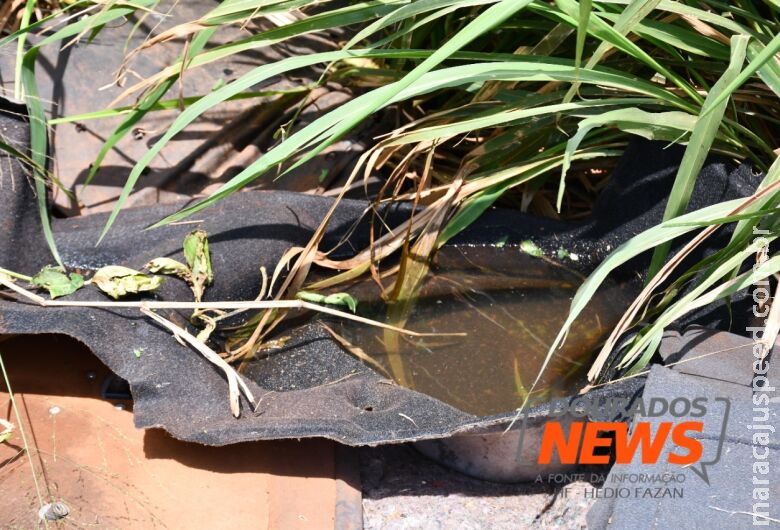 Idoso com comorbidades é a 23ª vítima da dengue neste ano no Estado Idoso com comorbidades é a 23ª vítima da dengue neste ano no Estado