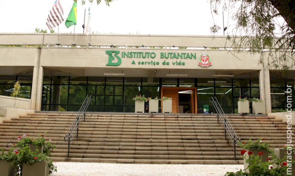 Vacina contra a dengue do Butantan alcança 79,6% de eficácia em testes Vacina contra a dengue do Butantan alcança 79,6% de eficácia em testes