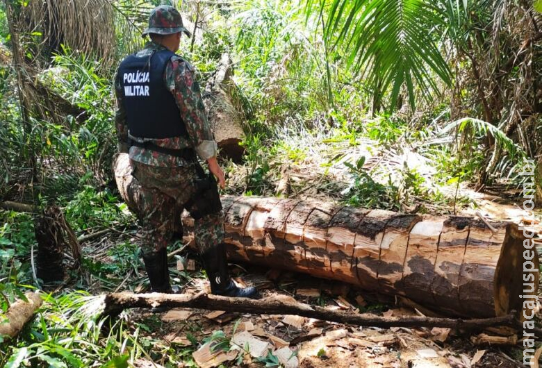 Ambiental aplicou mais de R$ 26 milhões em multas durante 2022