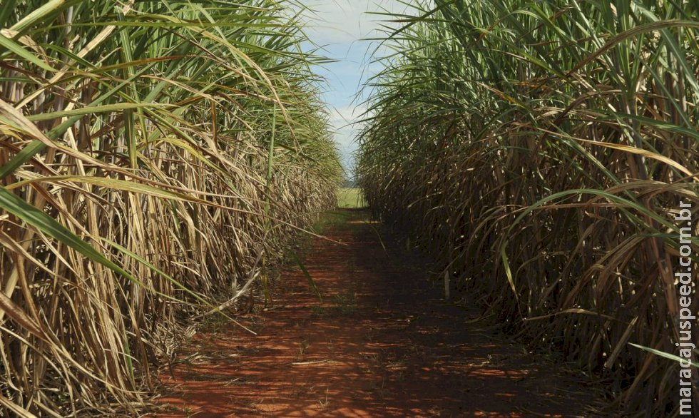 BP Bunge decide eliminar uso de fertilizantes minerais BP Bunge decide eliminar uso de fertilizantes minerais