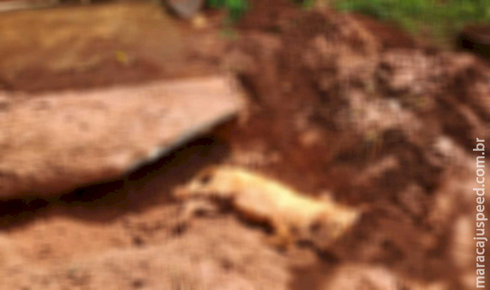 Cachorrinha é enterrada viva enquanto paria filhotes em bairro de Campo Grande Cachorrinha é enterrada viva enquanto paria filhotes em bairro de Campo Grande