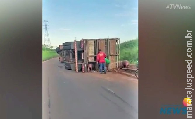 Carreta com porcos tomba e moradores saqueiam carga em BR