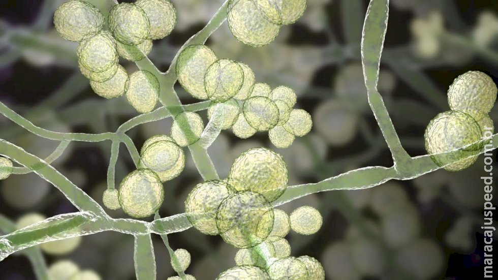 Cientistas descrevem maior surto do fungo Candida auris no Brasil Cientistas descrevem maior surto do fungo Candida auris no Brasil