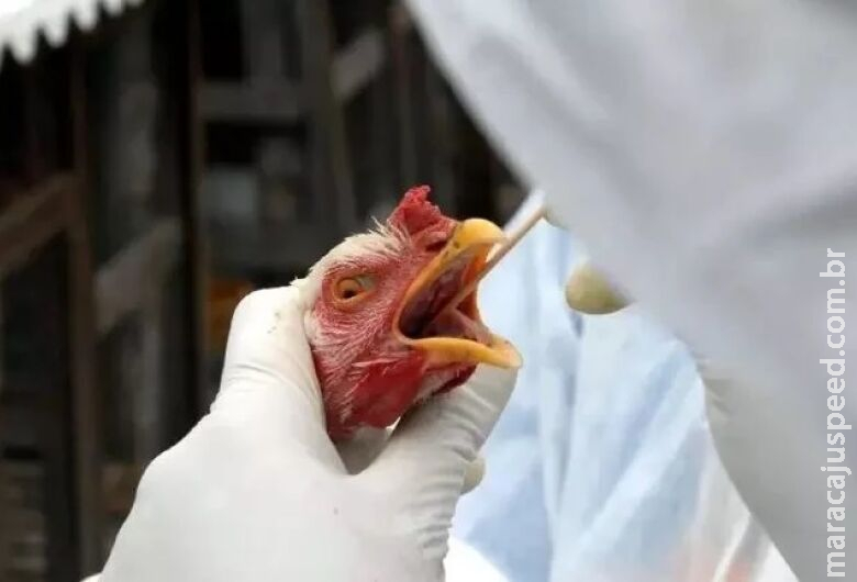 França confirma 250 surtos de gripe aviária França confirma 250 surtos de gripe aviária