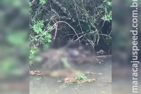 Pescadores encontram corpo boiando no rio Barigui