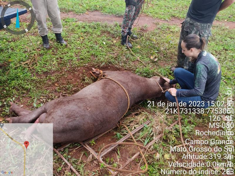 Polícia Militar Ambiental de Campo Grande, Bombeiros e CRAS resgatam anta de 300 kg ferida por atropelamento em estado grave à margem rodovia MS-080