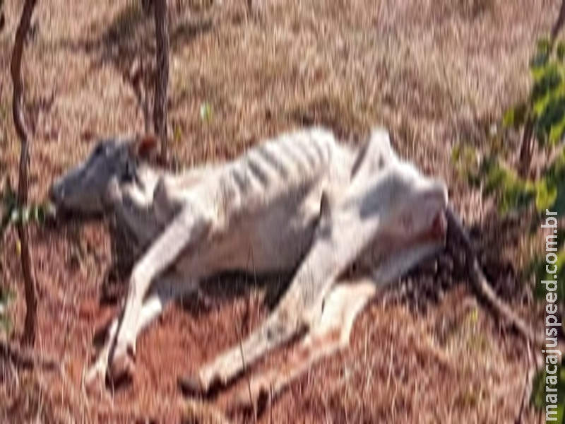 Registro de maus-tratos a animais bate recorde em MS e chega a R$ 1,2 milhão em multas Registro de maus-tratos a animais bate recorde em MS e chega a R$ 1,2 milhão em multas
