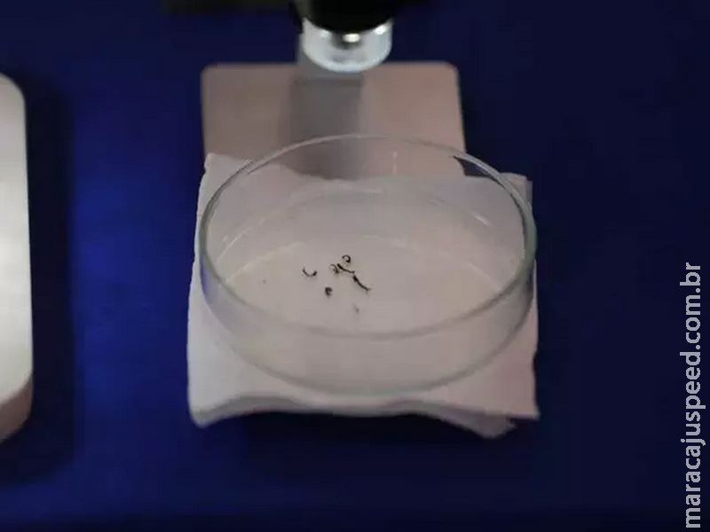 Três Lagoas é cidade de MS com maior risco de infestação de Aedes aegypti Três Lagoas é cidade de MS com maior risco de infestação de Aedes aegypti
