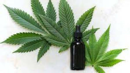 Após lei do canabidiol no SUS, deputado mira aval a cultivo de maconha Após lei do canabidiol no SUS, deputado mira aval a cultivo de maconha
