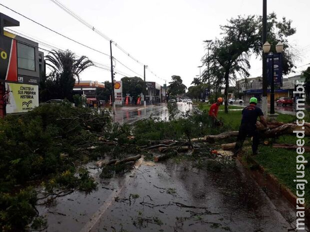 Árvore cai e casas são alagadas após chuva forte em Dourados 