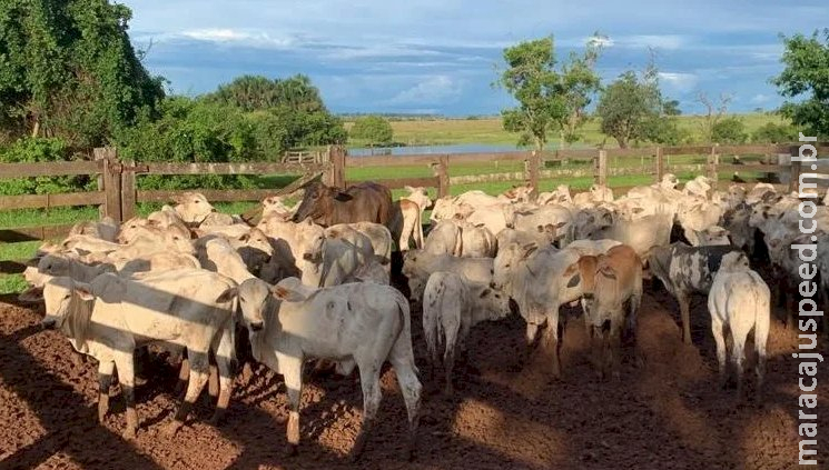 Avaliados em R$ 300 mil, bois roubados de fazenda em MS são localizados em Goiás