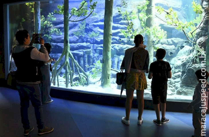 Bioparque Pantanal define funcionamento durante o Carnaval; agendamento começa na segunda-feira Bioparque Pantanal define funcionamento durante o Carnaval; agendamento começa na segunda-feira