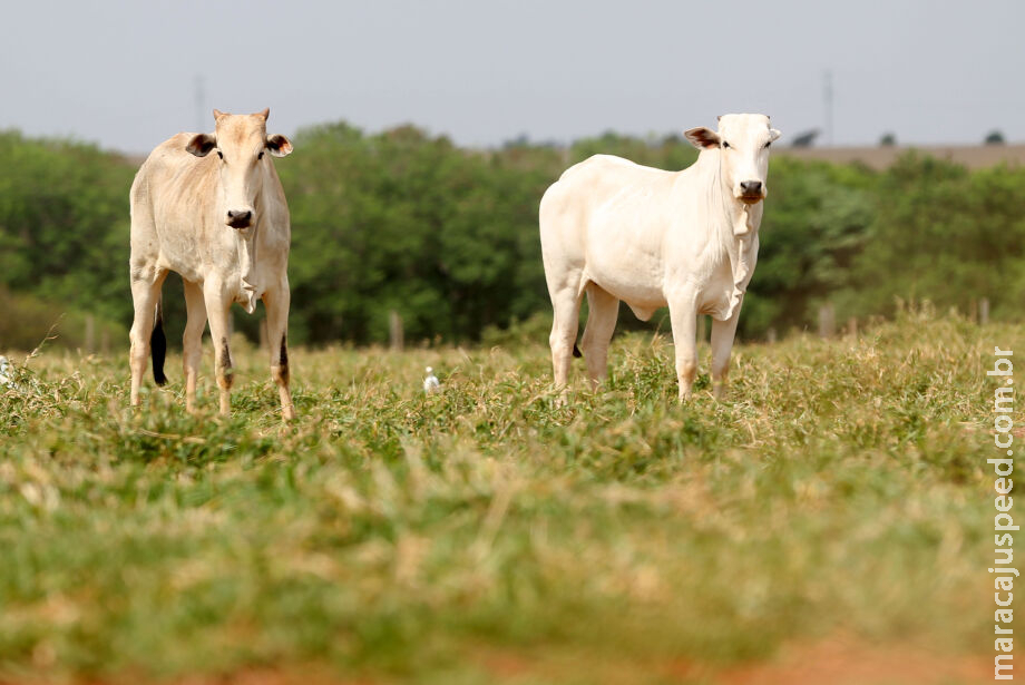 Brasil suspende exportações de carne bovina à China com confirmação de caso de vaca louca