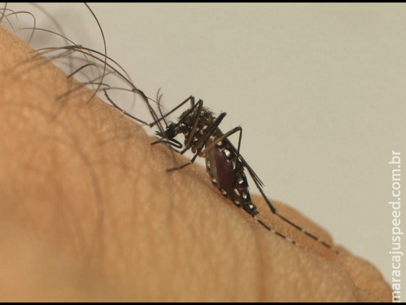 CTNBio aprova biossegurança de vacina contra a dengue CTNBio aprova biossegurança de vacina contra a dengue