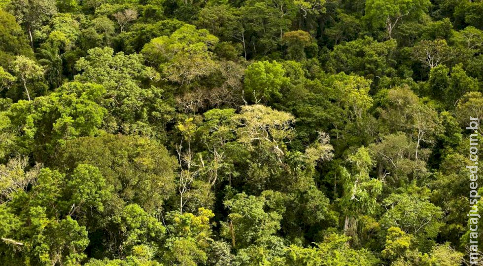 Desmatamento na Amazônia tem queda 61% em janeiro, aponta Inpe