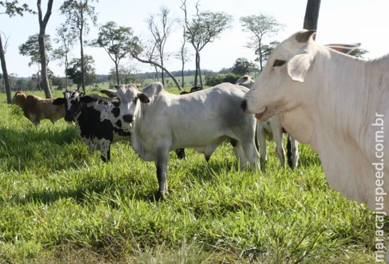 Governo do Pará confirma caso atípico de vaca louca no estado Governo do Pará confirma caso atípico de vaca louca no estado