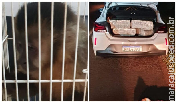 Homem flagrado com macaco e maconha na BR-463 é condenado a multa e 7 anos de cadeia 