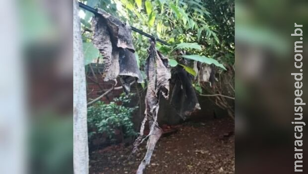 Justiça libera mulher que matava cachorros para comer: estava com fome Justiça libera mulher que matava cachorros para comer: estava com fome