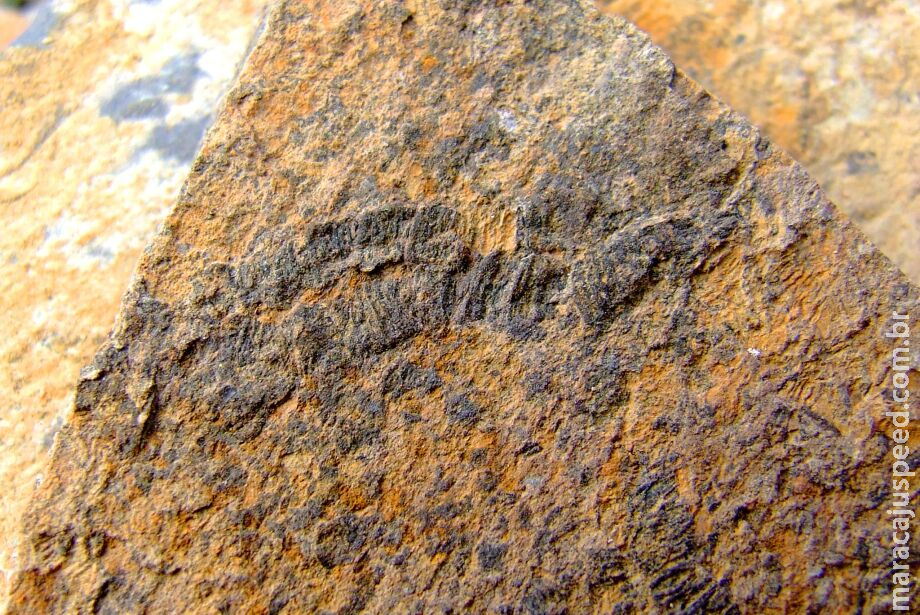 Mais antigo fóssil articulado encontrado em Corumbá ajuda a entender a evolução dos animais