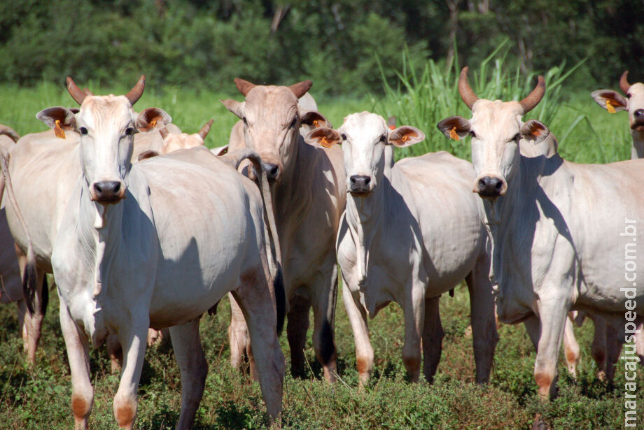Mato Grosso do Sul está fora de risco para o mal da vaca louca Mato Grosso do Sul está fora de risco para o mal da vaca louca