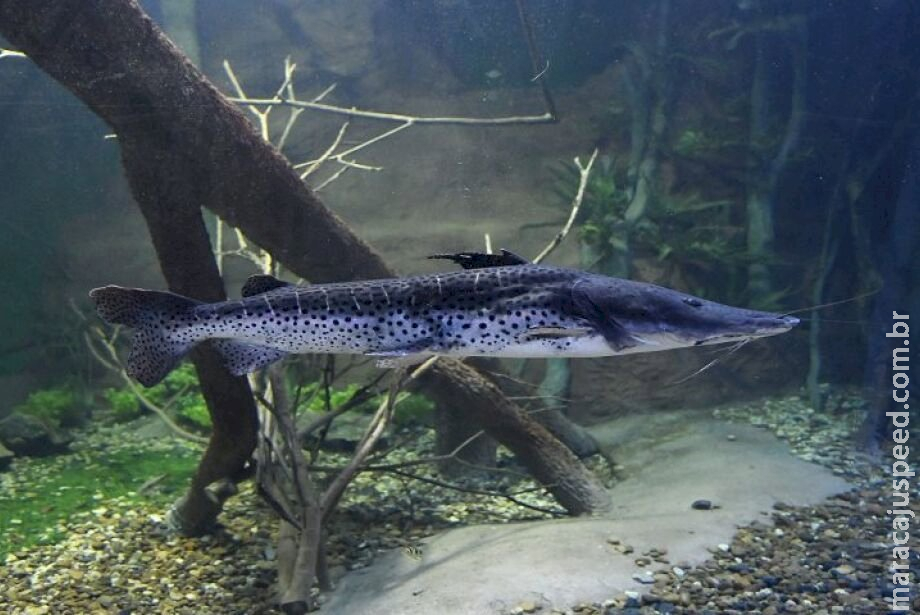 Pesca do Pintado é liberada em Mato Grosso do Sul