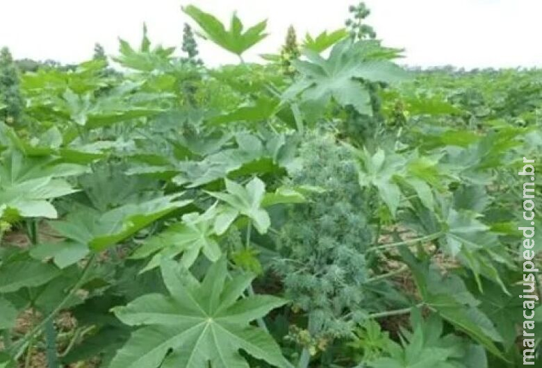 Biodiesel pode ser um aliado na transição energética sustentável