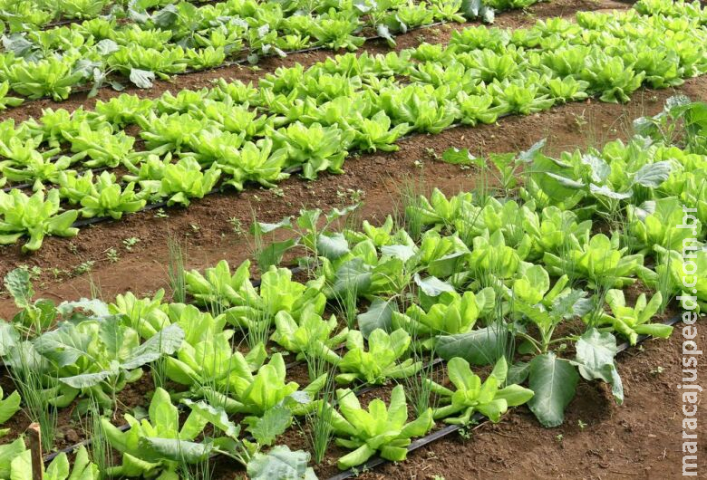 Brasil terá programa nacional para produção de alimentos saudáveis Brasil terá programa nacional para produção de alimentos saudáveis