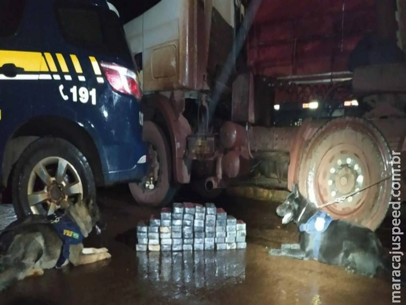 Cães policiais encontram cocaína avaliada em R$ 1,5 milhão em caminhão na BR-262