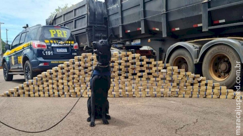 Caminhoneiro é preso após cães farejarem 210 quilos de cocaína em veículo em MS Caminhoneiro é preso após cães farejarem 210 quilos de cocaína em veículo em MS
