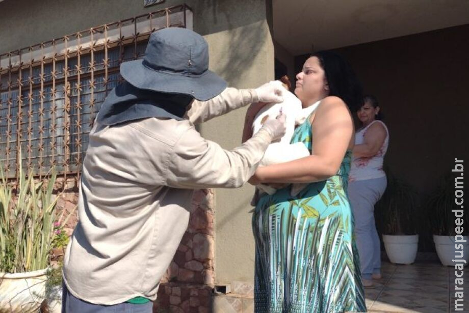 CCZ confirma terceiro caso de morcego com raiva neste ano na Capital