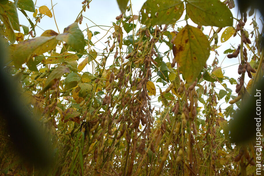 Chuvas em excesso atrasam colheita de 1,8 milhão de hectares de soja em MS Chuvas em excesso atrasam colheita de 1,8 milhão de hectares de soja em MS