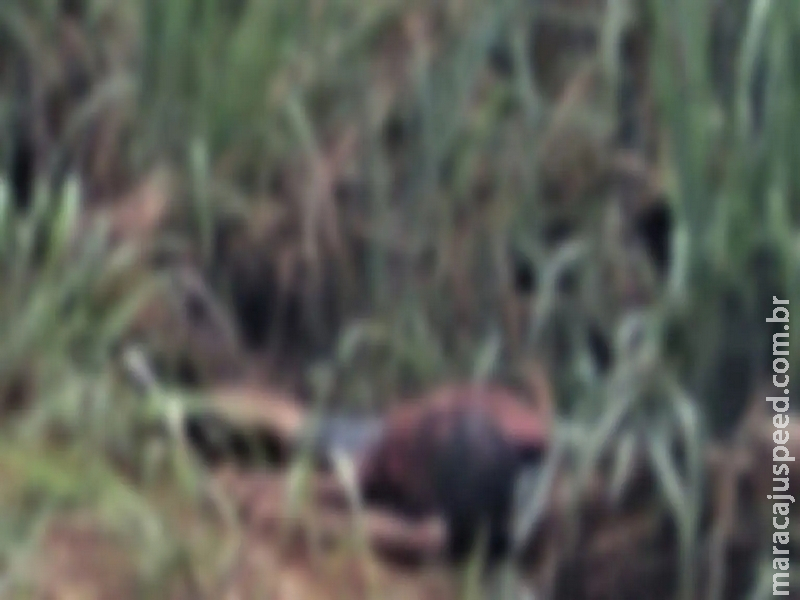 Homem de 53 anos encontrado morto a facadas em pastagem foi vítima de latrocínio