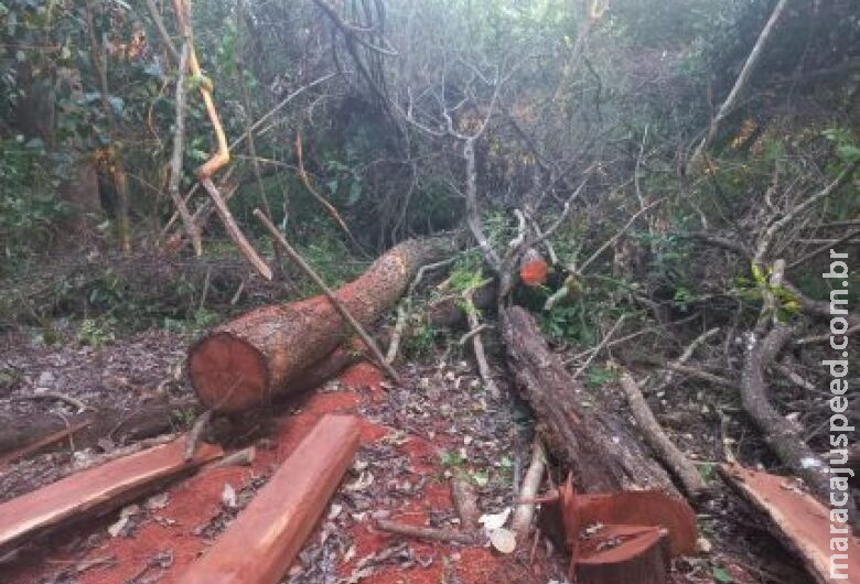 Homem é autuado por derrubada ilegal de árvores de grande porte