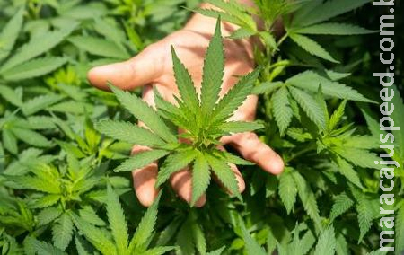 Juiz autoriza paciente a plantar maconha em casa para uso medicinal Juiz autoriza paciente a plantar maconha em casa para uso medicinal