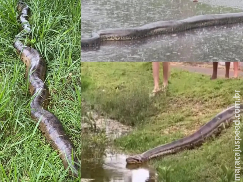 Moradores são contra retirada de sucuri imensa de residencial em Bonito: 