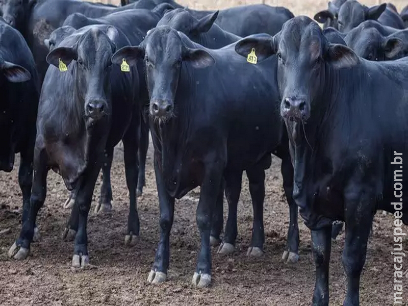 MS lidera estados com maior aumento de abate de bovinos em 2022