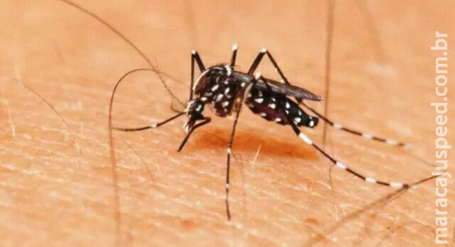 Número de casos prováveis de chikungunya registrados até março supera 2022