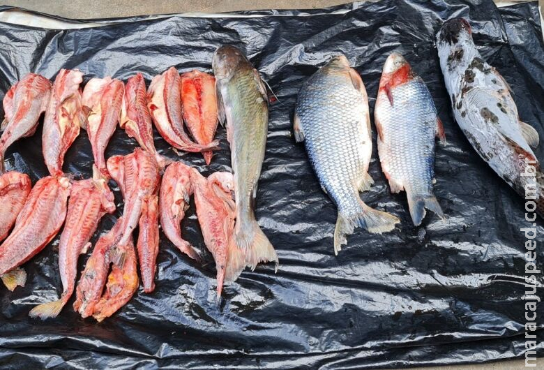 Pescadores são multadas por transporte irregular de peixes na BR-487