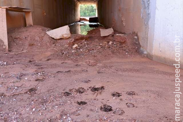 Projeto pioneiro em MS abre passagens subterrâneas para animais na MS-345