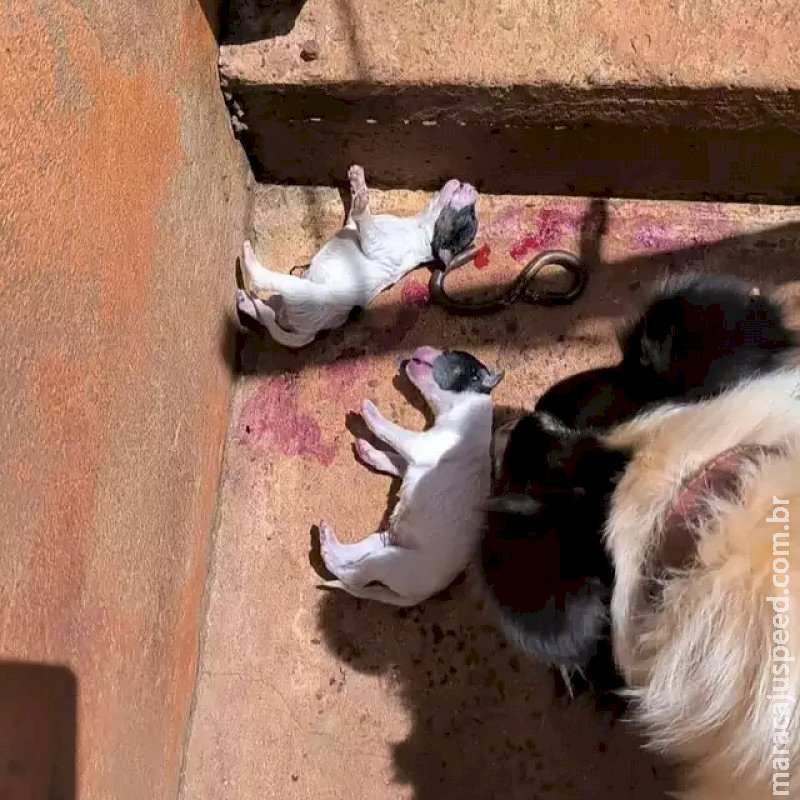 Sem alimento e água, filhotes morrem e 7 cães são resgatados