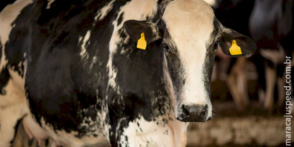 Vaca louca: confirmado que caso recente é atípico