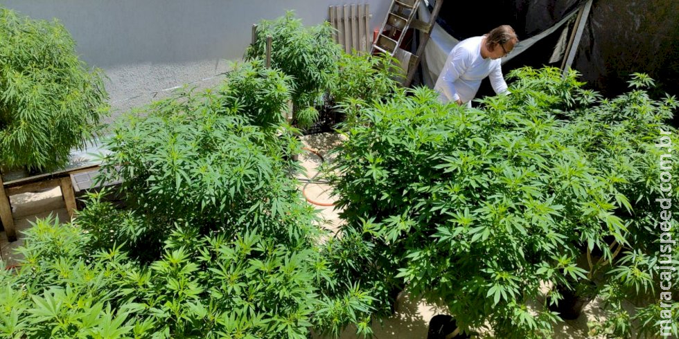 Venda nas farmácias de produtos à base de cannabis cresce 342,3%