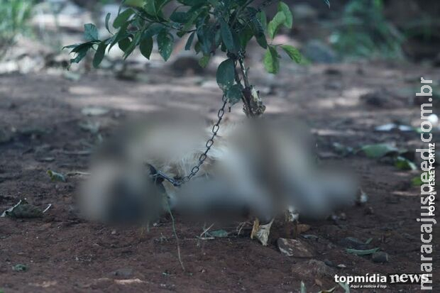 Após matar cadela a pauladas, idoso é preso por denúncia de vizinhos no Aero Rancho