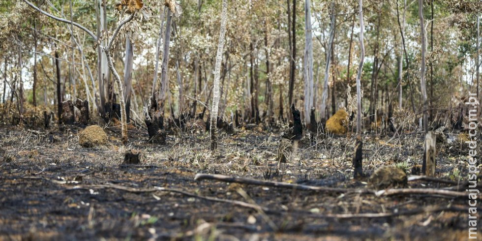 Brasil queimou área equivalente a Colômbia e Chile entre 1985 e 2022