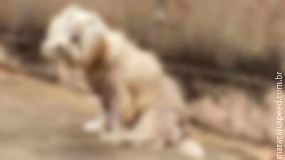 Clínicas e pet shops em MS deverão alertar polícia sobre casos de maus-tratos aos animais