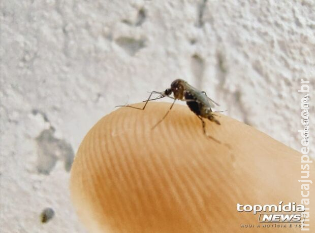 Criança morre e família suspeita de dengue hemorrágica em Campo Grande