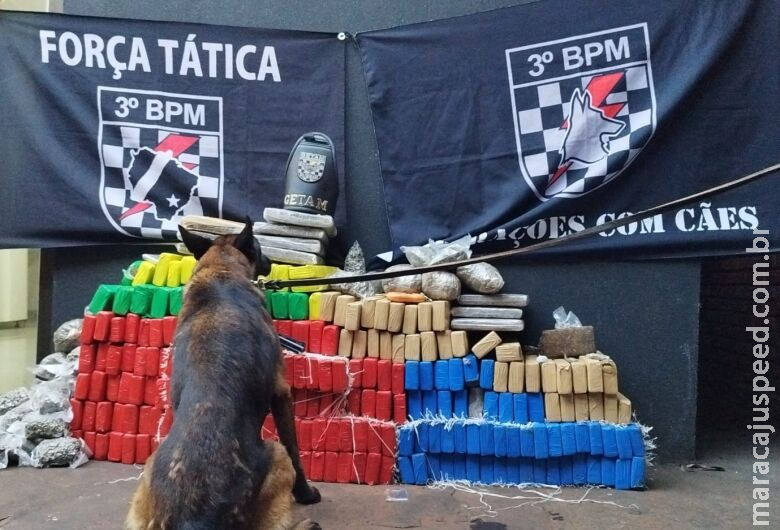 Entreposto armazenava quase 240 quilos de maconha e 
